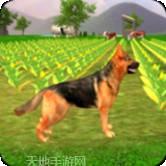 牧羊犬动物3D